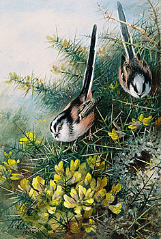 Long Tailed Tits in a Gorse Bush