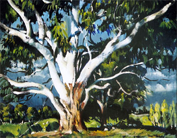 Gum Tree, Hawkes Bay