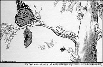 Metamorphosis of a Monarch Butterfly - NZ Herald 9/3/1977