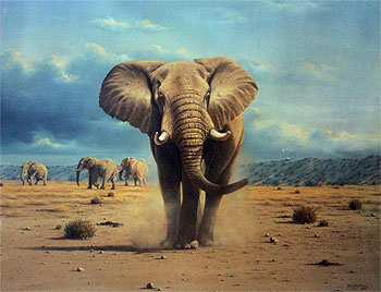 Elephant Territory