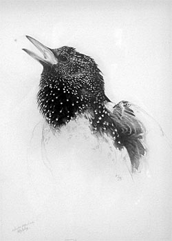 Study for Starling 'Winter Song'