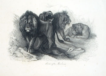 Lions after Rubens
