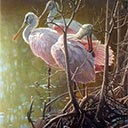 Mangrove Morning - Roseate Spoonbills