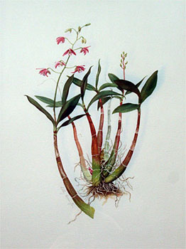 Dendrobium & Delicatum
