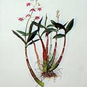 Dendrobium & Delicatum