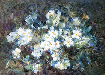 White Flowers (Primroses)
