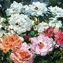 Roses, Home Garden - Speardale