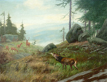 Stag in the Wild