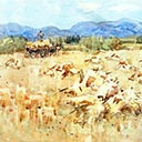 Oat Harvest, Rydal Downs, North Canterbury