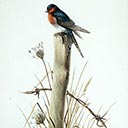 Welcome Swallow (Hirundo tahitica neoxena)