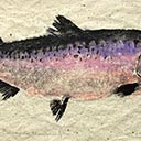 Quinnat Salmon (Oncorhynchus tshawytscha)