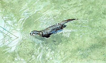 Otter (In Water)