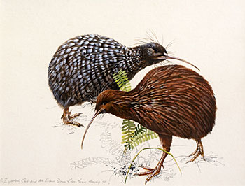 NZ Spotted Kiwi & North Island Brown Kiwi