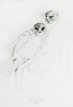 Merlin, Falco columbarius.  Adult Birds, Natural Size, Plate No. 64