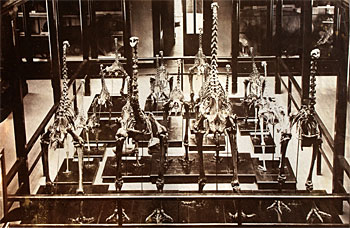 Moa Skeletons, Mountfort Gallery, Canterbury Museum Circa 1872