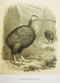 Apteryx Australis (Kiwi) c. 1881