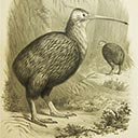 Apteryx Australis (Kiwi) c. 1881