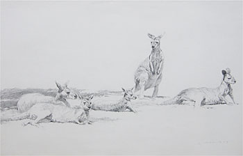 Kangaroo Study