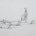 Kangaroo Study