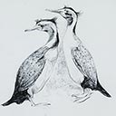 Spotted Shags, 1980