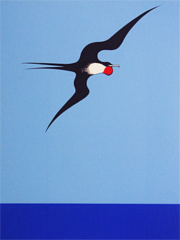 Pacific Frigate Bird
