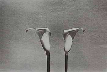 Lillies - Alphabet Series, 1982
