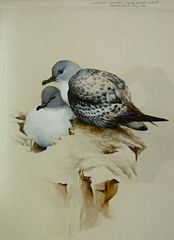 Mottled Petrel or Cape Pigeon - Daption Capense Australe