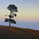 Lone Pine, Manukau Heads
