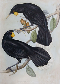 Huia Birds