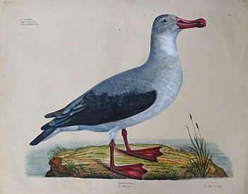 Albatross c 1830