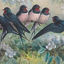 Swallows on a Branch