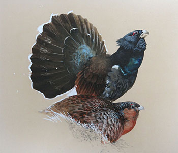 Capercaillie, Male & Female