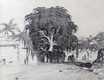 Moreton Bay Fig Tree, Milton Road, Brisbane