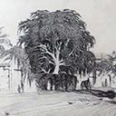 Moreton Bay Fig Tree, Milton Road, Brisbane