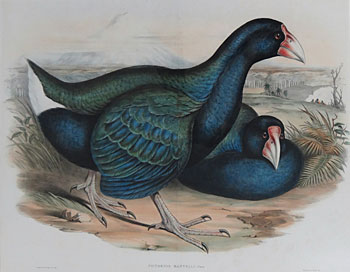 Notornis Or Takahe ( Notornis Mantelli)
