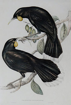 Neomorpha Gouldii ( The Huia )