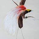 Red Plumed (Count Raggi's Bird of Paradise)