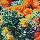 Orange and Yellow Marigolds