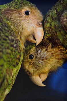 Kakapo Lovers 2 Canterbury Museum