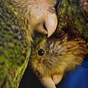 Kakapo Lovers 2 Canterbury Museum