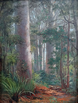 Kauri Trees, Northland
