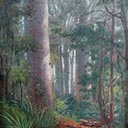 Kauri Trees, Northland