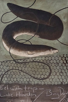 Eels with Trap Lake Hawdon #1
