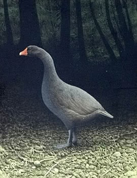 South Island Goose