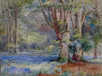 Bluebells in the New Forest