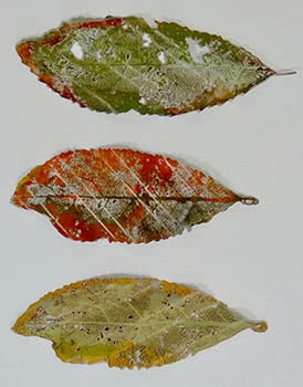 Leaves, Three Seasons Triptych