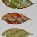 Leaves, Three Seasons Triptych