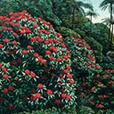 Rhododendron & Ponga