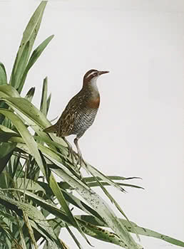 Banded Rail (Rallus philippensis), 1980