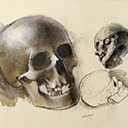 Skulls